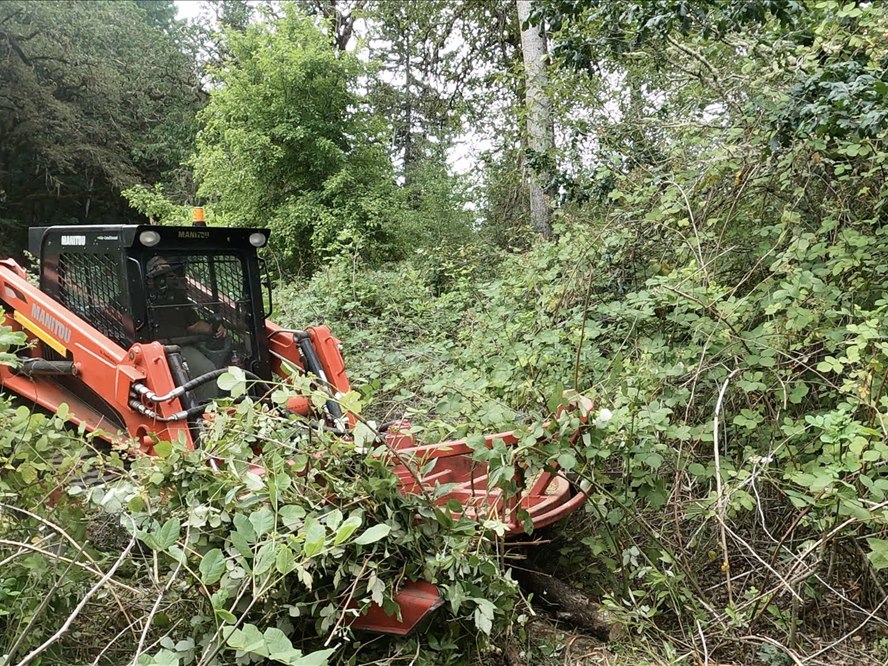 Manitou 2550 RT skid steer pushing into a wall of dense blackberry overgrowth at the start of a land clearing job in Linn County, Oregon